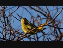 外来種を食べに行こう！【#17ワカケホンセイインコ】