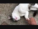 牧場で暮らす猫ー２