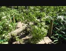 低級家具日記　2019年9月14日戸隠森林植物園3