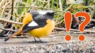 今日の野鳥達1月26日