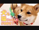 柴犬も猫じゃらしで遊ぶのか検証してみた