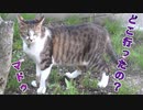 小春日和に妹分を探す猫