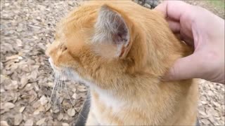 公園にいる猫をモフりまっくてたら膝の上に乗っかってきた