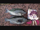 ウキフカセ釣り初心者が冬の穴水湾で練習