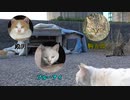 猫の顔を拭こうとしたら、違うと言って自分でゴシゴシ拭いたよ