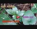 【Not ASMR】山の中で植物見ながら散歩