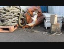 野良猫のおチビ、完全に懐く