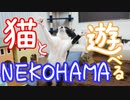 猫と遊べる穴場スポット！ 保護猫スペース『NEKOHAMA』