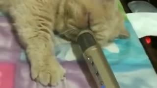 猫のイビキにエコーをかけた結果…