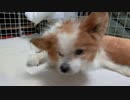 キョロキョロするワンコ（パピヨン）2