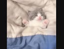 ネムネム子猫(=^・^=)