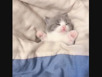 ネムネム子猫(=^・^=)