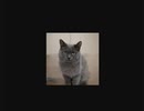 ホモと見るAIによる架空の猫画像生成サイト