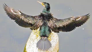 今日の野鳥達□1月27日☁