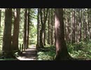 低級家具日記　2019年9月14日戸隠森林植物園4