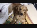 寝床独占中！ゴールデンレトリバー　ゴル