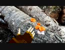 第二世界の旅日記 by resonance 060【四輪車載動画】