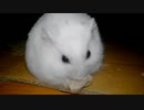 ハムスター飼いました。その88～雪くんと２年２ヶ月。～
