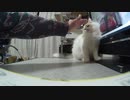 簡単には撫でさせてくれない猫　ニコver.