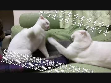 【ほこ×たて】絶対に当たらない猫パンチVS絶対に届かない猫パンチ
