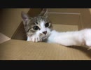 子猫とワンコがダンボールで遊ぶ #2