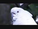 Cockatoo （佐々木颯人）