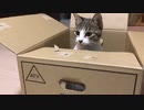 子猫とワンコがダンボールで遊ぶ #3