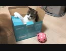子猫とワンコがダンボールで遊ぶ #4