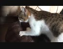 子猫のふみふみ めちゃ かわいい！