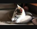 保護した子猫　犬の毛玉に大喜び