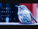 今日撮った野鳥達まとめ1月28日☂