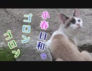 ゴロンゴロンの小春日和