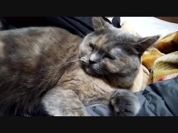 すぐ横でスヤスヤ猫ちゃん♪
