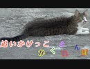 小春日和のかくれんぼと追いかけっこ