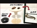 ムカデの群れの中に「ゴキブリ駆除剤」を食べたゴキブリを入れたらさらに凄まじい結果になった。
