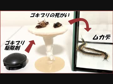 ムカデの群れの中に「ゴキブリ駆除剤」を食べたゴキブリを入れたらさらに凄まじい結果になった。