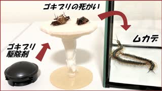 ムカデの群れの中に「ゴキブリ駆除剤」を食べたゴキブリを入れたらさらに凄まじい結果になった。