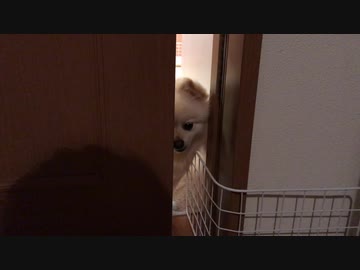隙間から見つめるポメラニアンモモ