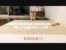 柴犬の「待て」チャレンジ！上手にできるかな？【メイキング動画付き】
