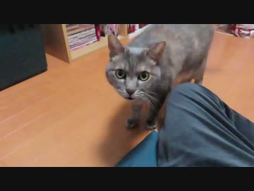けものミラクル発動