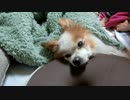 まったりするワンコ（パピヨン）3
