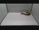 ［閲覧注意!!」再編集 ムカデ（ベトナムオオムカデ）にバッタを２匹与えてみた。(Vietnamese centipede)