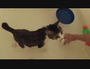 子猫のバスタイム！ おもちゃ買ってきたからお風呂で一緒に遊ぶです(´・ω・｀)