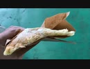 【★19まろやからじお】水族館とメロンパン