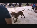 土佐犬ｖｓブリークッタ　３(閲覧注意）