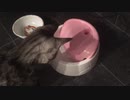楽しそうなシャロたそ