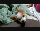 クッションをあごまくらにするワンコ（パピヨン）