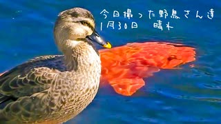 今日撮った野鳥さん達まとめ1月30日☀