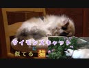 菊花にたわむれる猫たちとねんねするサイモンズキャットに似ている猫