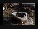 さらなる高画質化に成功しました　Nikon　D100